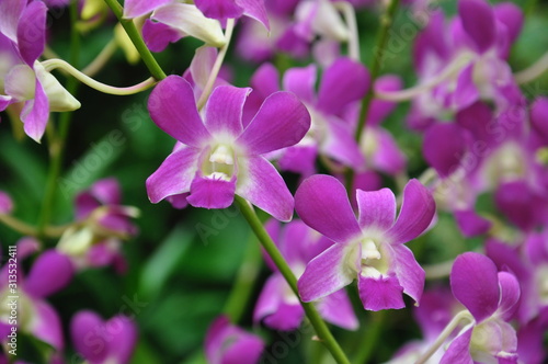 Purple orchids in bloom © Gallery40075