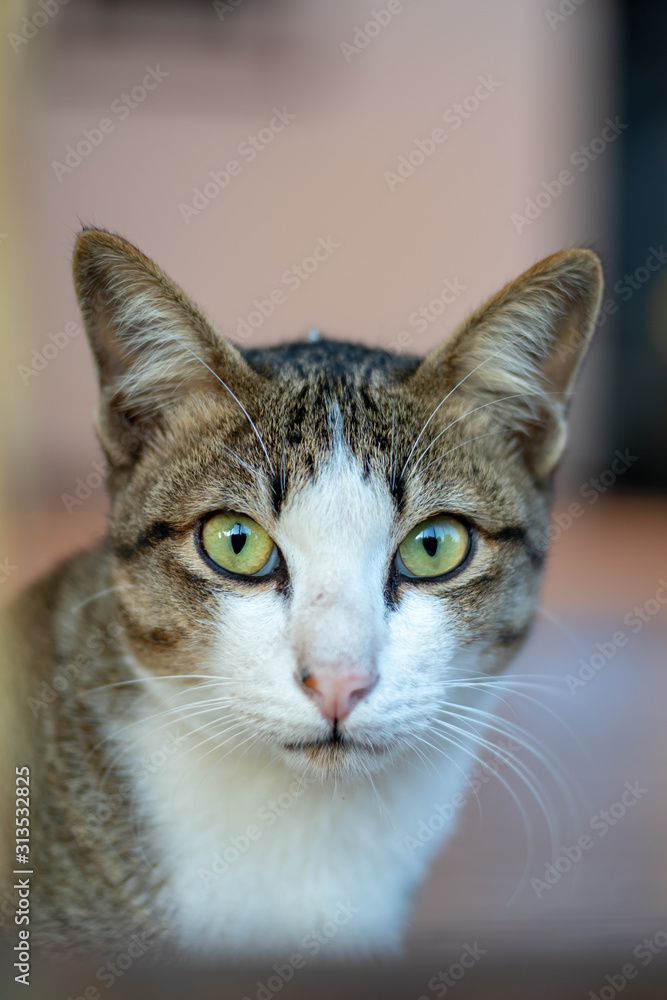 Portrait of striped cat looking, close up Thai cat