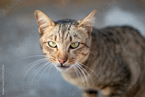 Portrait of striped cat looking, close up Thai cat © Patara