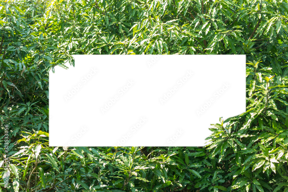 green frame with green leaf green frame with green leaf