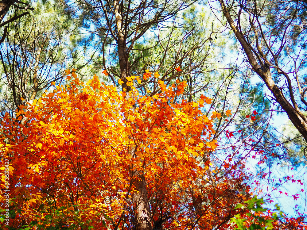 autumn forest, natural background