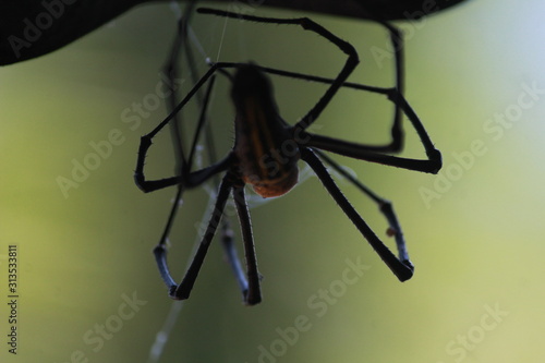 spider on black background