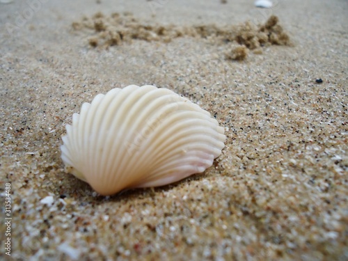 Mussel  sea shell, wildlife of ocean