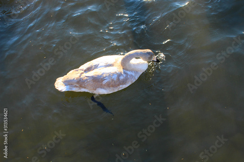 One gray-white Swan is floating on the water. photo