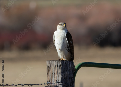 Ferruginous Hawk, Carson Valley, Nevada