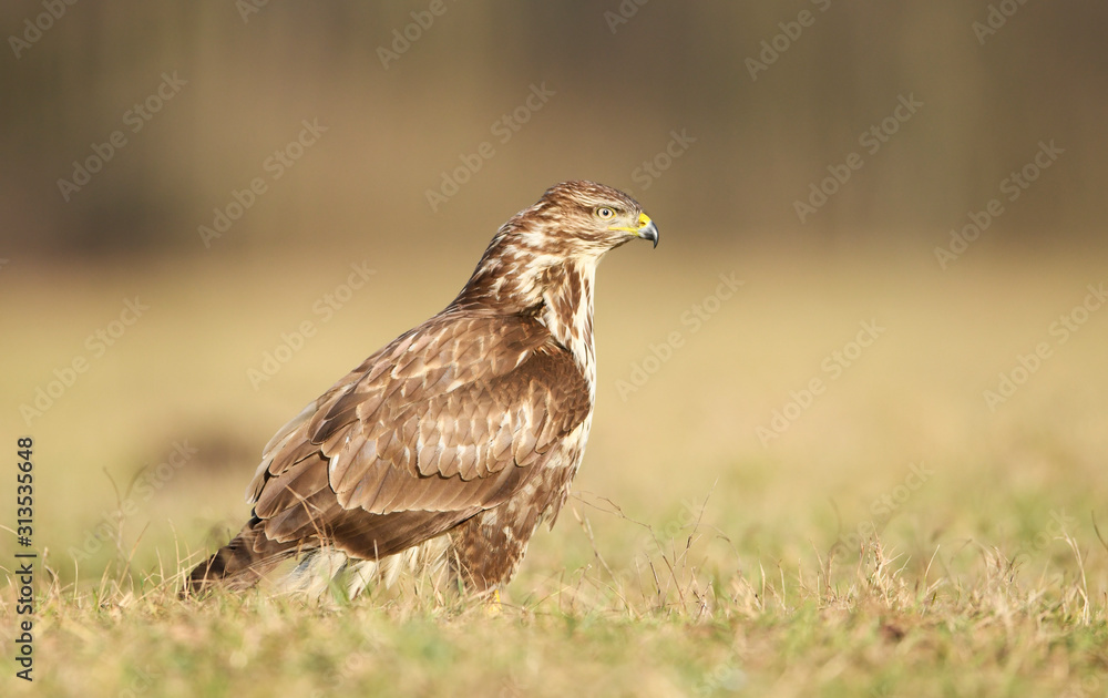 Common buzzard (Buteo buteo) close up Common buzzard (Buteo buteo) close up