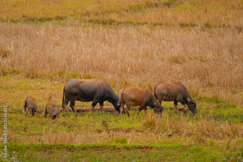 Buffalo eating grass in the rice field. Buffalo eating grass in the rice field.