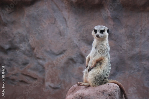 meerkat © David