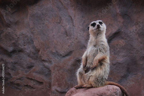 meerkat considering © David