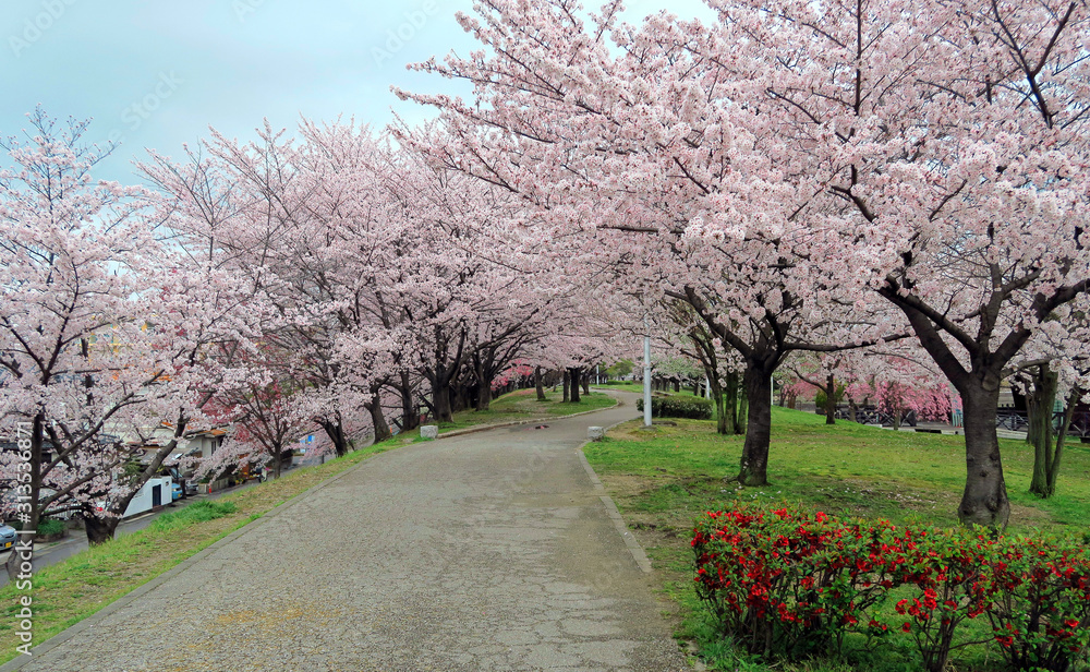 Obraz premium 満開の桜と並木道 サクラ並木道 満開の桜 並木道 満開のサクラ