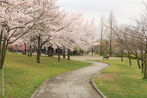 満開の桜と並木道 サクラ並木道 満開の桜 並木道 満開のサクラ