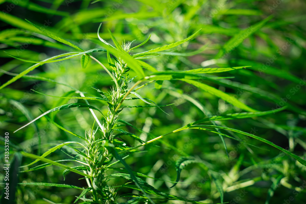 Green medicinal plant cannabis blooming at blurred background Green medicinal plant cannabis blooming at blurred background