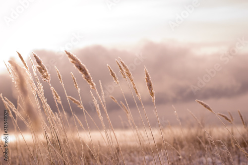 Frosty morning in the winter forest. Spikelets and blades of grass in hoarfrost on the background of a snowy field and forest. photo