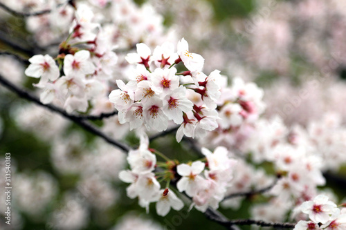 満開の桜の花　満開の桜　サクラの花風景　桜の花 © tenboh siyaraku