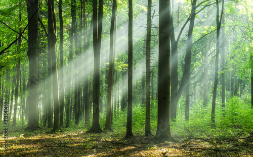 Fototapeta Naklejka Na Ścianę i Meble -  Beautiful morning in the forest