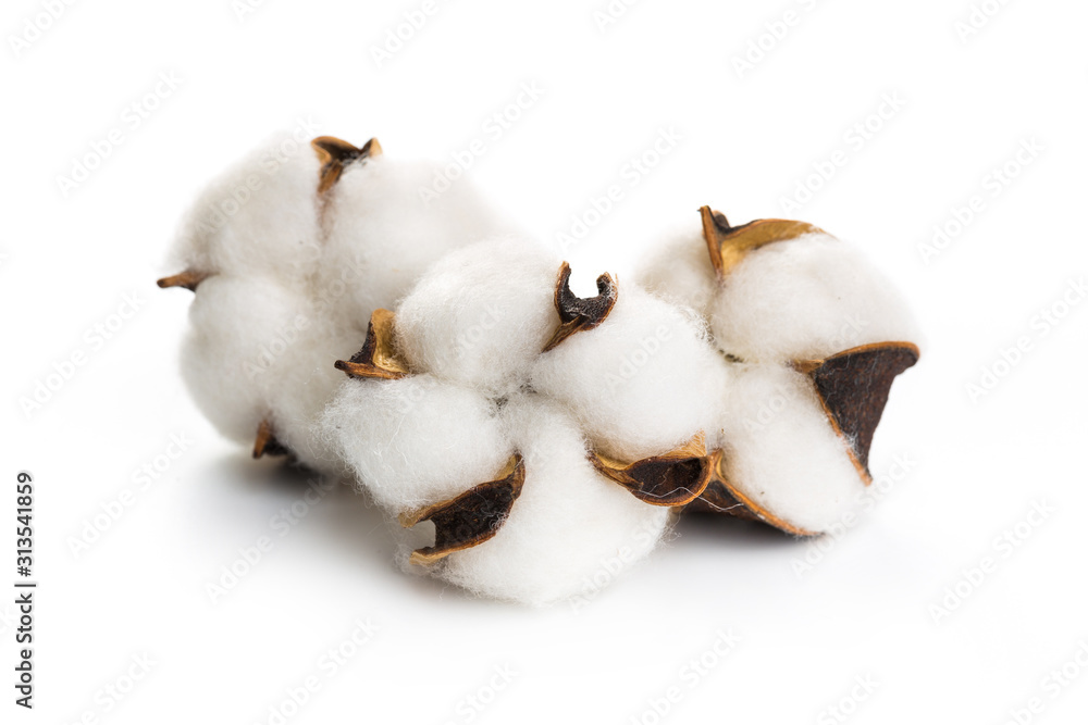 several flowers of cotton isolated on a white background
