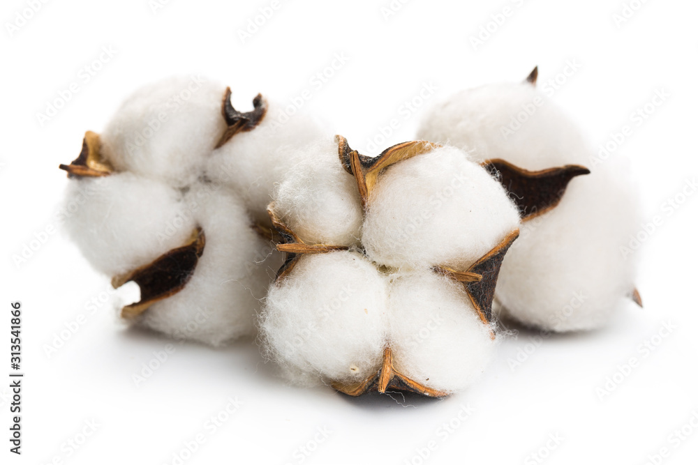 several flowers of cotton isolated on a white background several flowers of cotton isolated on a white background