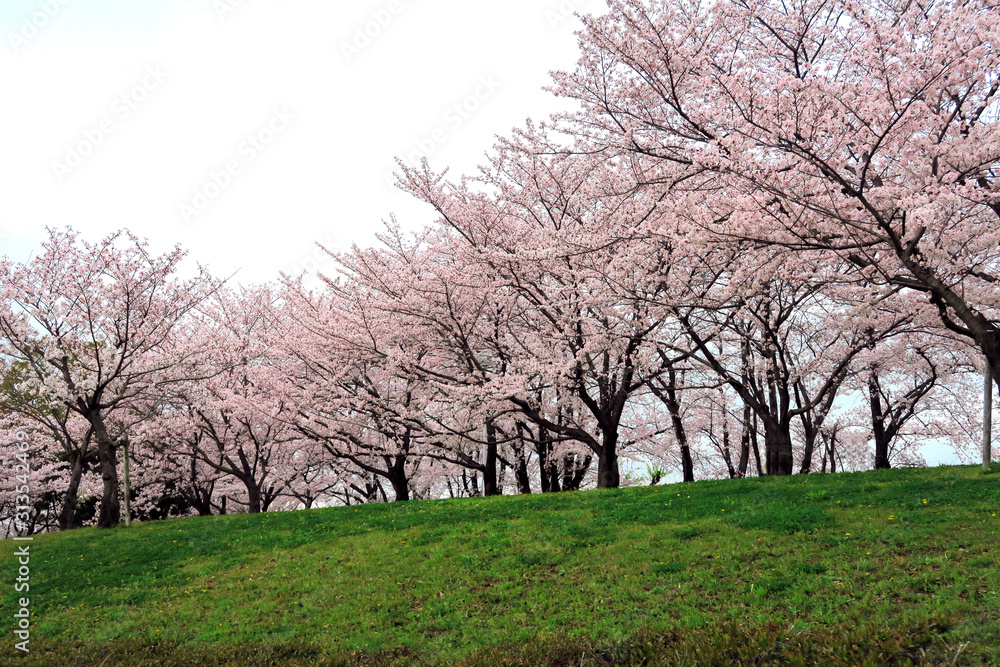 満開のサクラ並木　サクラ並木　満開の桜　サクラの花