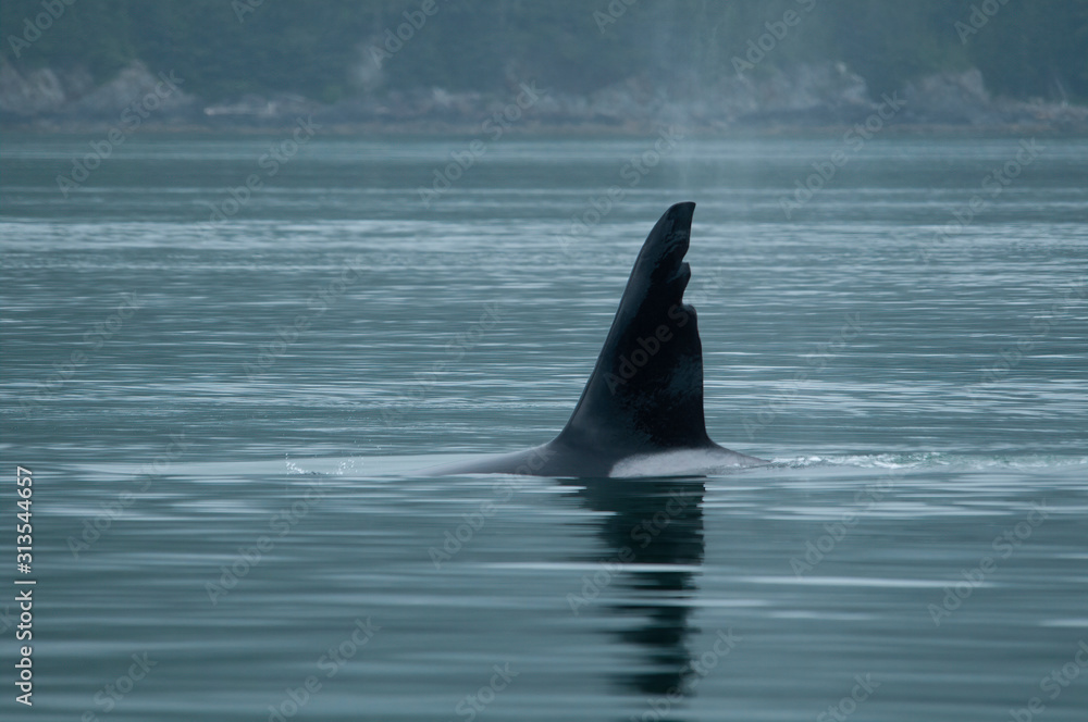 Male Orca with Damaged Dorsal Fin Male Orca with Damaged Dorsal Fin