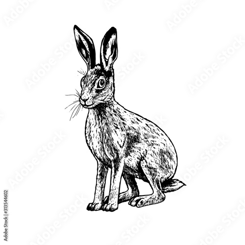 Hand drawn hare. Vector black white sketch.