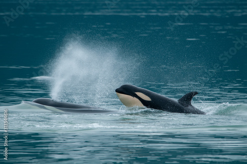 Orca Baby © Betty Sederquist