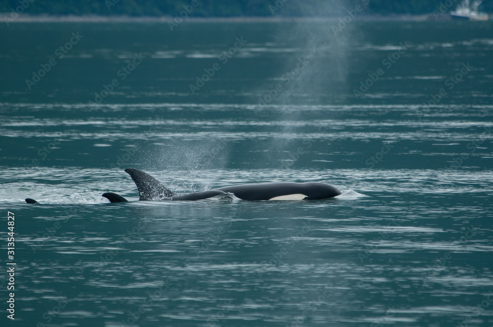 Fototapeta premium Orca Mom and Baby, Alaska