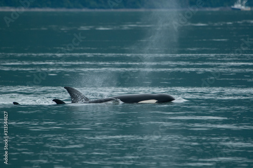 Orca Mom and Baby, Alaska © Betty Sederquist