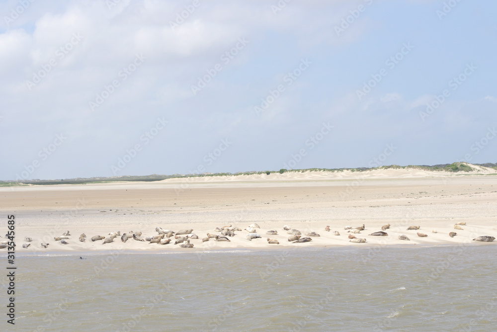 seals lying on coast in germany in front of dunes seals lying on coast in germany in front of dunes