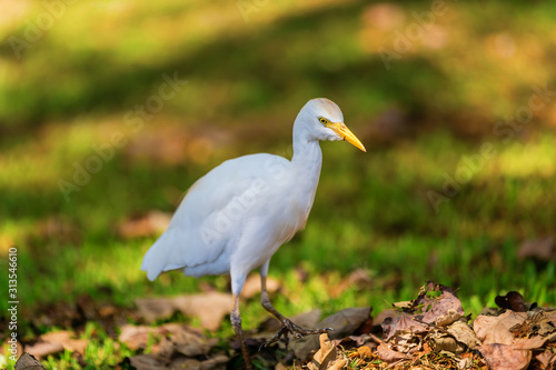 cattle egret walking in a marsh