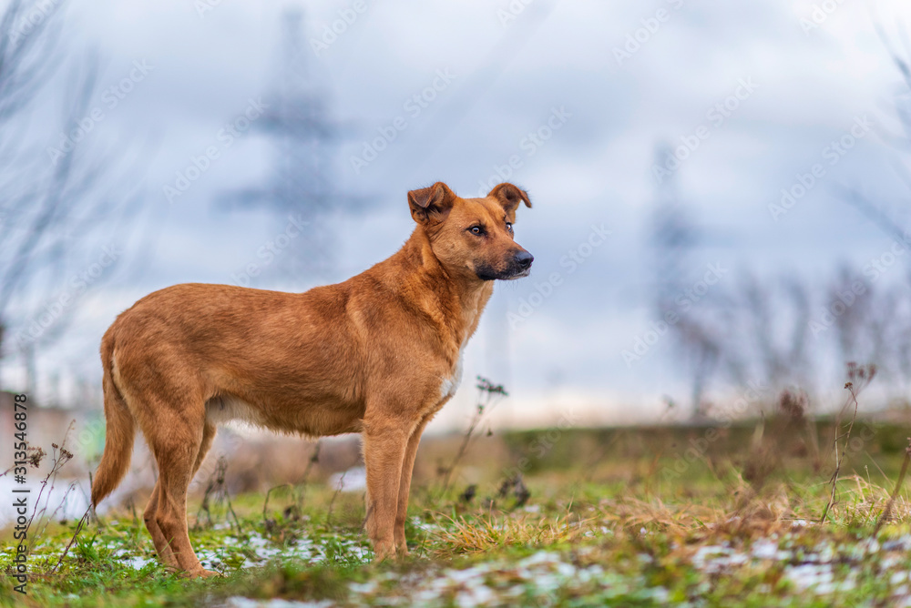 A homeless red dog plays outdoors in cloudy weather.