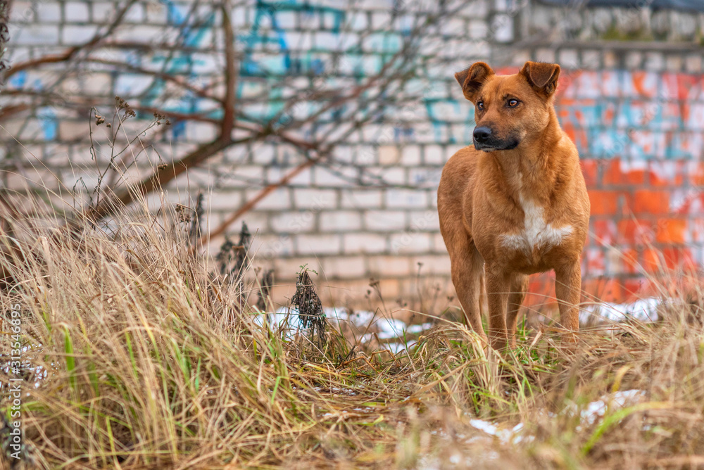 Naklejka premium A homeless red dog plays outdoors in cloudy weather.