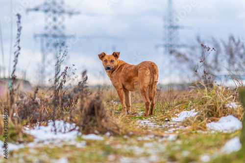 A homeless red dog plays outdoors in cloudy weather.