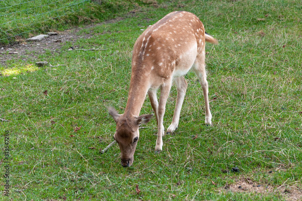 Grasende Rehe im Sommer in einem Wildtiergehege Grasende Rehe im Sommer in einem Wildtiergehege