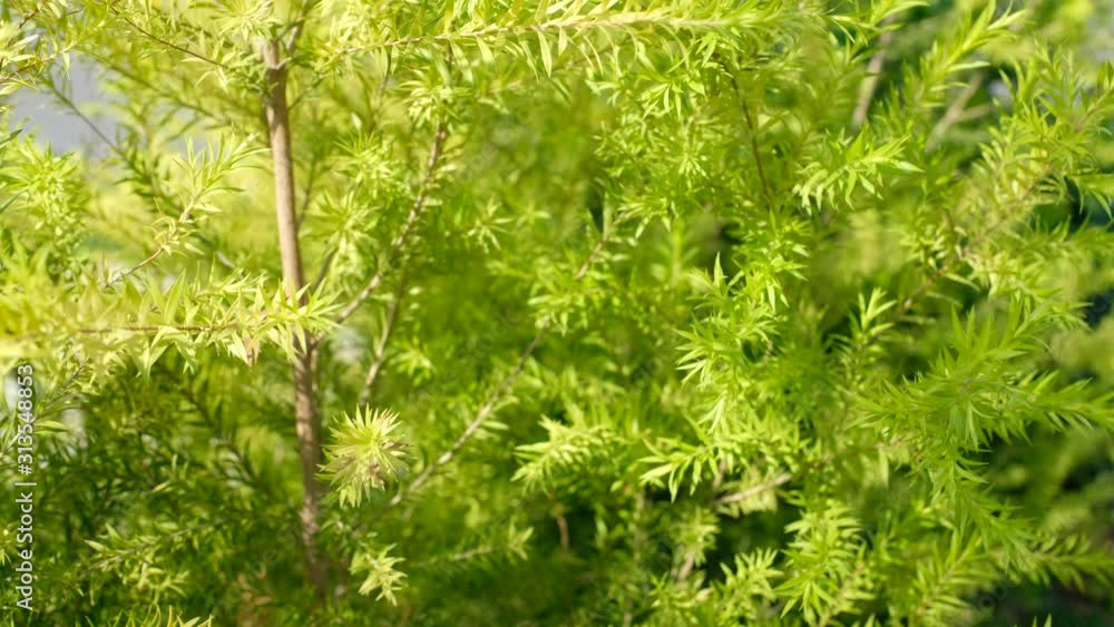green leaves wall background, leaf wall nature background, green leaves wall background, leaf wall nature background,