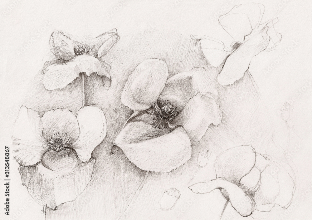 Fototapeta malowane kwiaty ołówkiem czarno białe maki