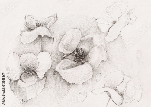 Fototapeta malowane kwiaty ołówkiem czarno białe maki