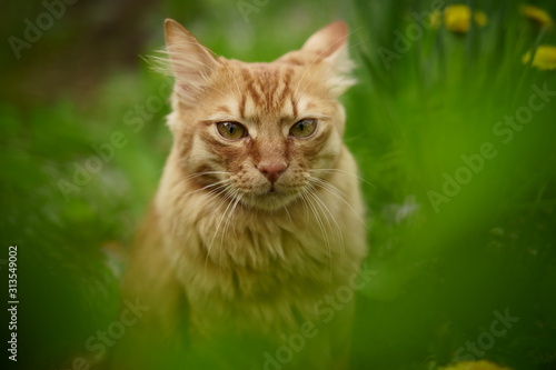 A beautiful thoroughbred red cat walks on the lawn, eats grass, sits, looks at the camera.