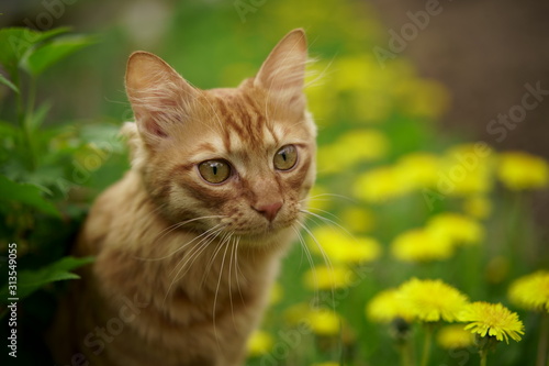 A beautiful thoroughbred red cat walks on the lawn, eats grass, sits, looks at the camera.