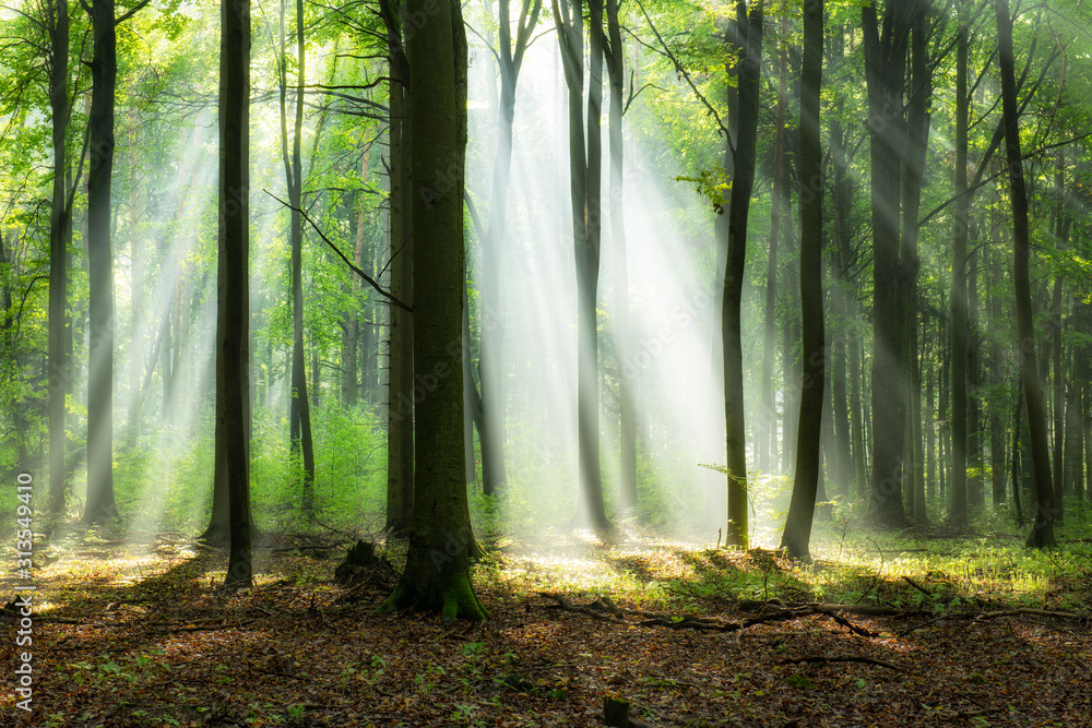 Obraz premium Beautiful morning in the forest