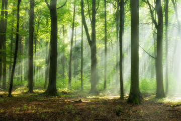 Stickers Bos Ochtendlicht tussen boomstammen in mistig woud  © Piotr Krzeslak