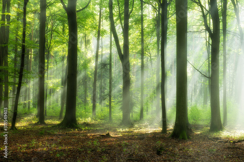 Fototapeta Naklejka Na Ścianę i Meble -  Beautiful morning in the forest