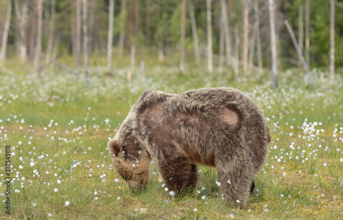 Brown bear  Ursus arctos  is looking for something to eat