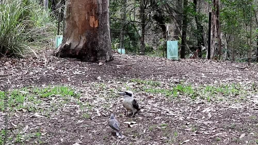 Kookaburra Eating Nuts in The Bush Kookaburra Eating Nuts in The Bush