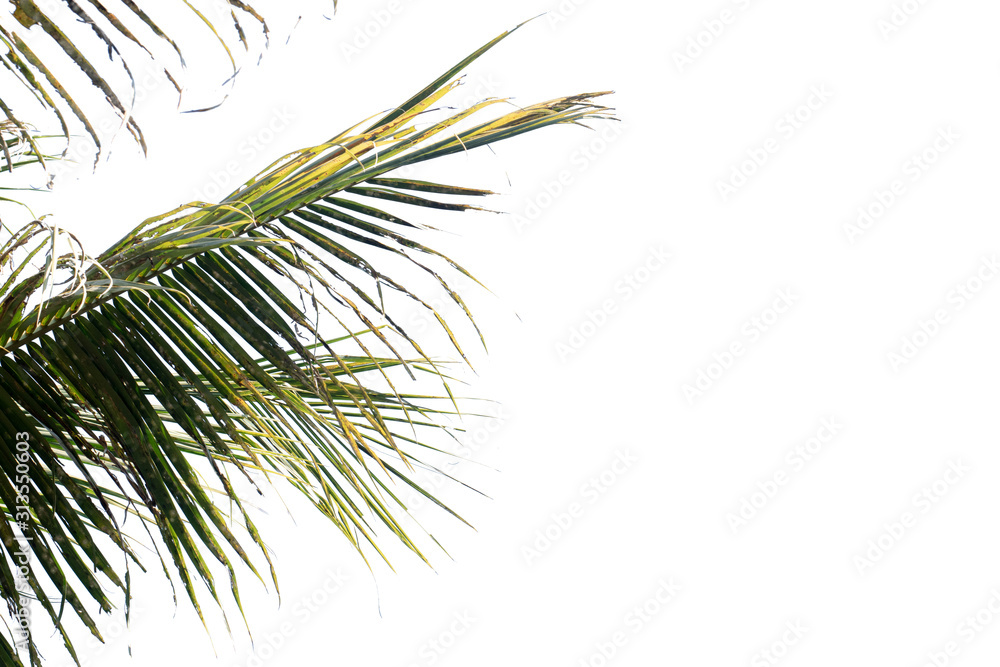 Obraz premium Nature tree leaf with isolated copy space