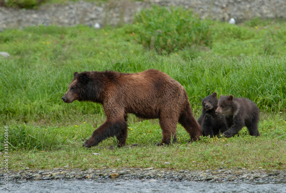 Brown Bear Mama and Cubs, Pack Creek