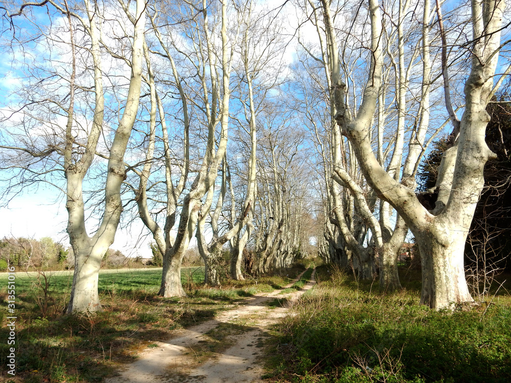 alley of old plane trees in early spring alley of old plane trees in early spring
