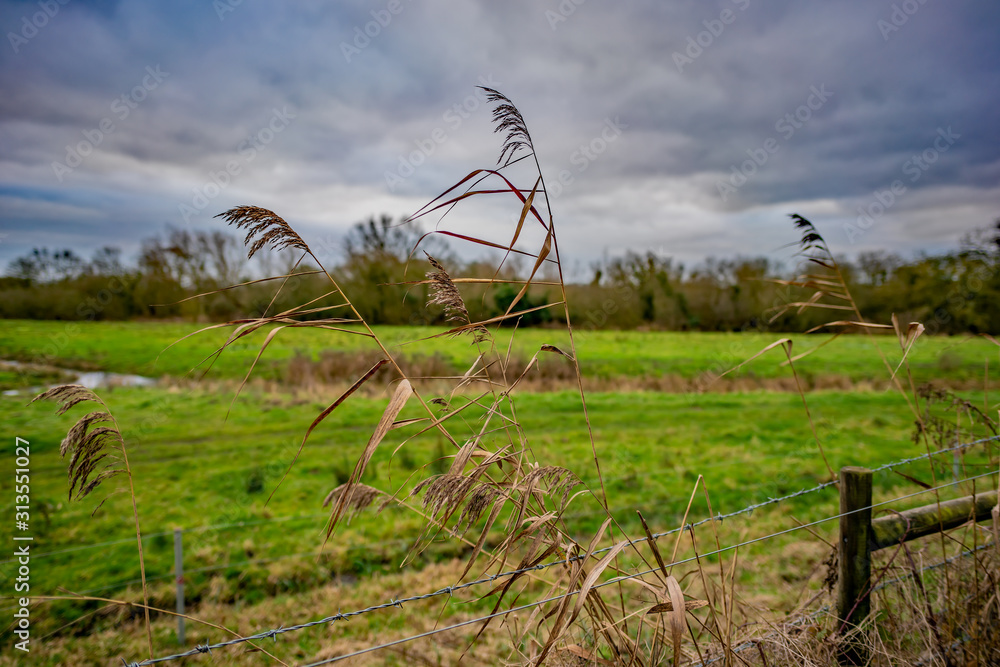  Close and selective focus on an isolated reed with an out of focus background captured on a dull, overcast and grey day
