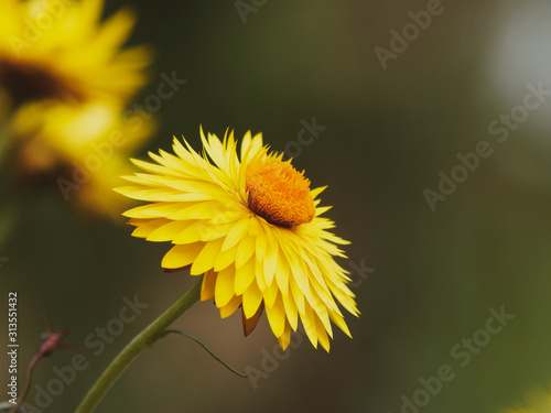 (Xerochrysum bracteatum) or (bracteantha bracteata) Bracted strawflower or strawburst yellow with everlasting golden yellow bracts and orange central disc photo