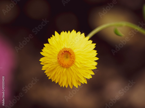 (Xerochrysum bracteatum) or (bracteantha bracteata) Bracted strawflower or strawburst yellow with everlasting golden yellow bracts and orange central disc photo