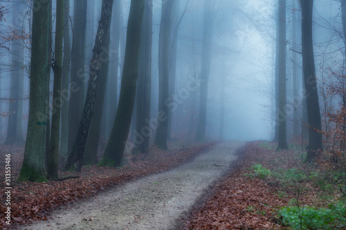 Foggy morning in beech forest